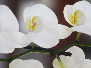ORQUITIS (Inflamación de los Testículos)