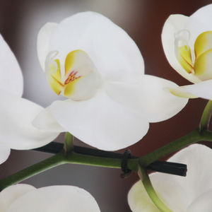 orchid