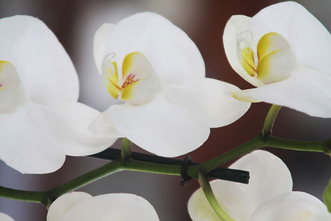 White Orchid Close Up