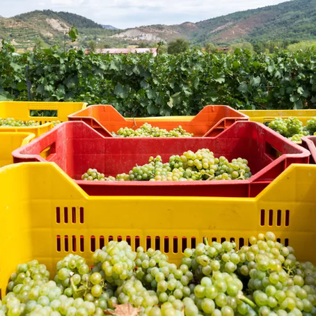 AI Has Infiltrated the Wine Industry and It's Affecting What's in Your Glass