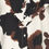 Thumbnail: B.Young BYIHAMMA REG SHIRT String Cow Print