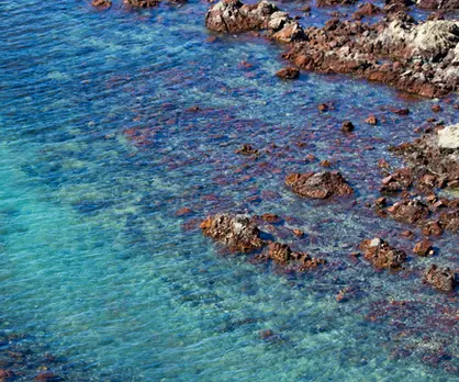 Tawharanui, Nouvelle-Zélande.webp