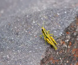 North island alpine grasshopper_Tongariro, Nouvelle-Zélande.webp