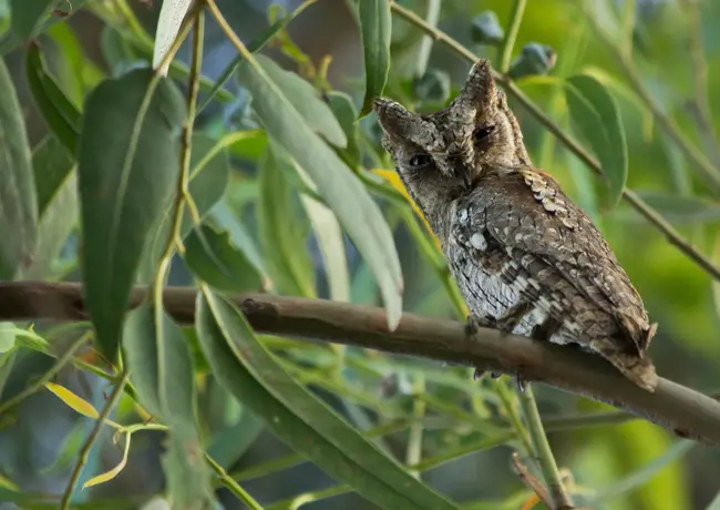 Petit-duc scops_La Gaude, Alpes-Maritimes (06).webp