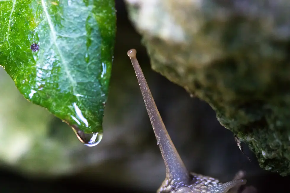 Escargot turc_Forcalquier, Alpes-de-Haute-Provence (04)_1.webp