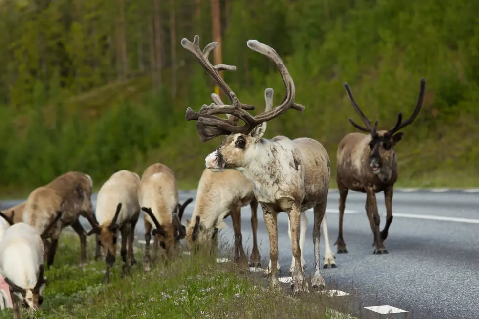 Rennes_Funäsdalen, Suède.webp