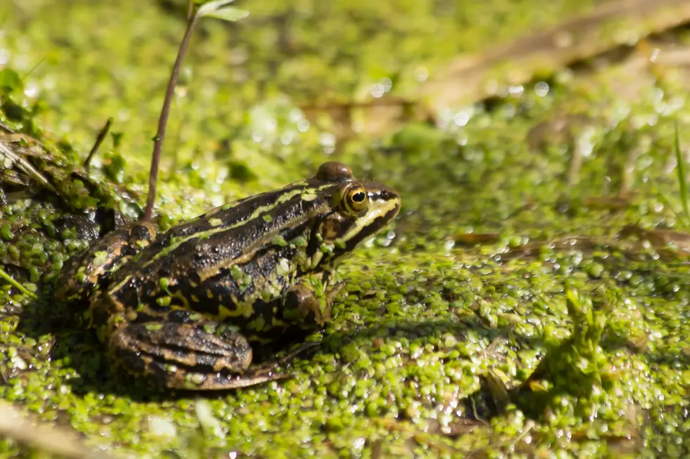Grenouille de Lessona_Ile de Gräsö, Suède.webp