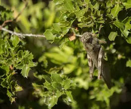 Criquet égyptien_Alpilles, Bouches-du-Rhône (13).webp