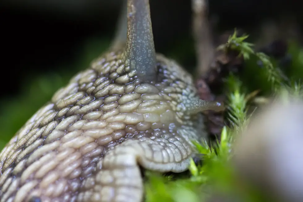 Escargot turc_Forcalquier, Alpes-de-Haute-Provence (04)_2.webp