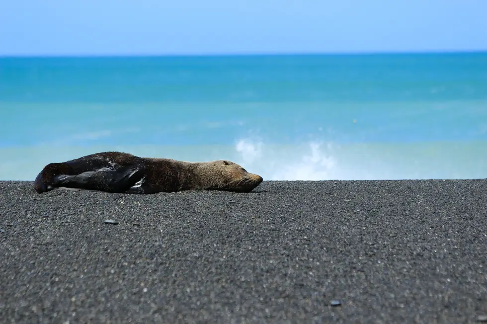 Otarie à fourrure de Nouvelle-Zélande_Cape Palliser, Nouvelle-Zélande.webp