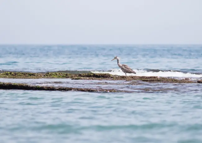 Héron cendré_Aguilas, Espagne_1.webp