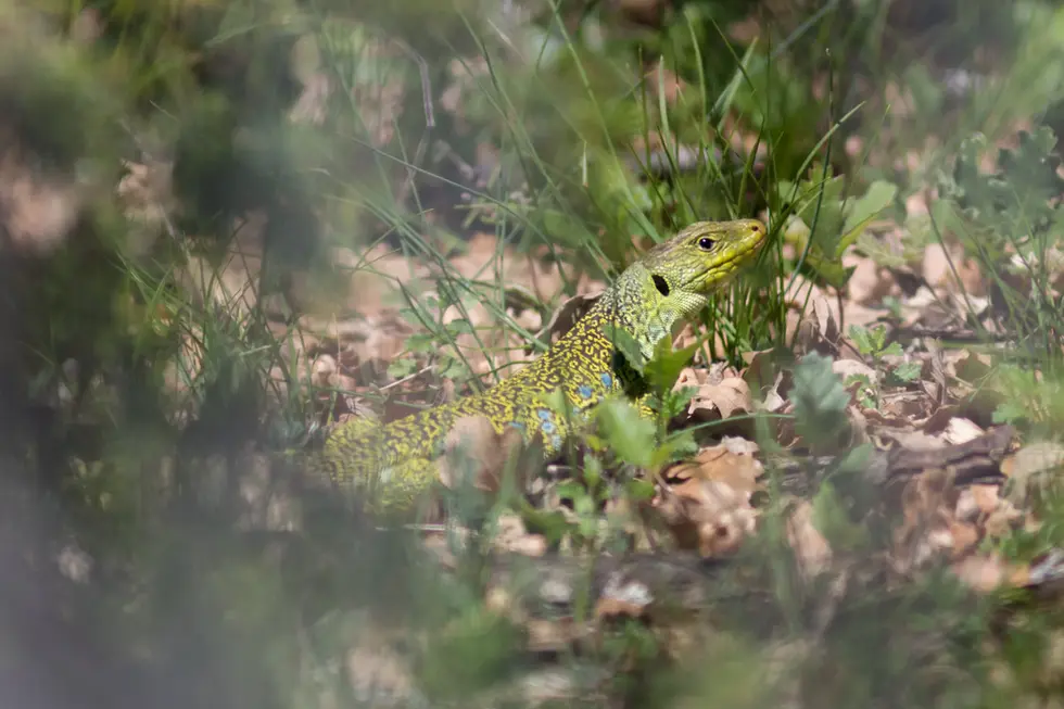 Lézard ocellé_Forcalquier, Alpes-de-Haute-Provence (04).webp