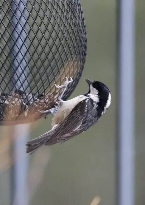Mésange noire_Montpellier, Hérault (34).webp
