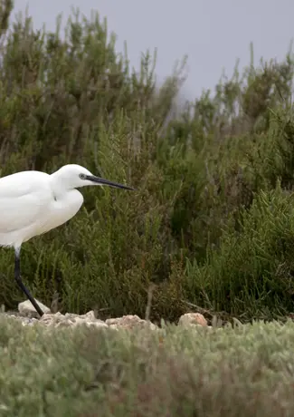 Aigrette garzette_Delta de l'Ebre, Espagne_2.webp