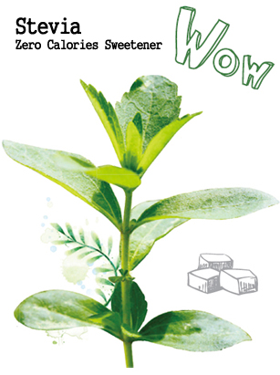 What is Stevia? 스테비아란