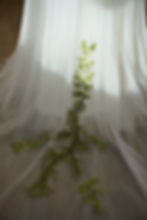 Thumbnail: Ivy 