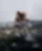 IMG_2243.PNG