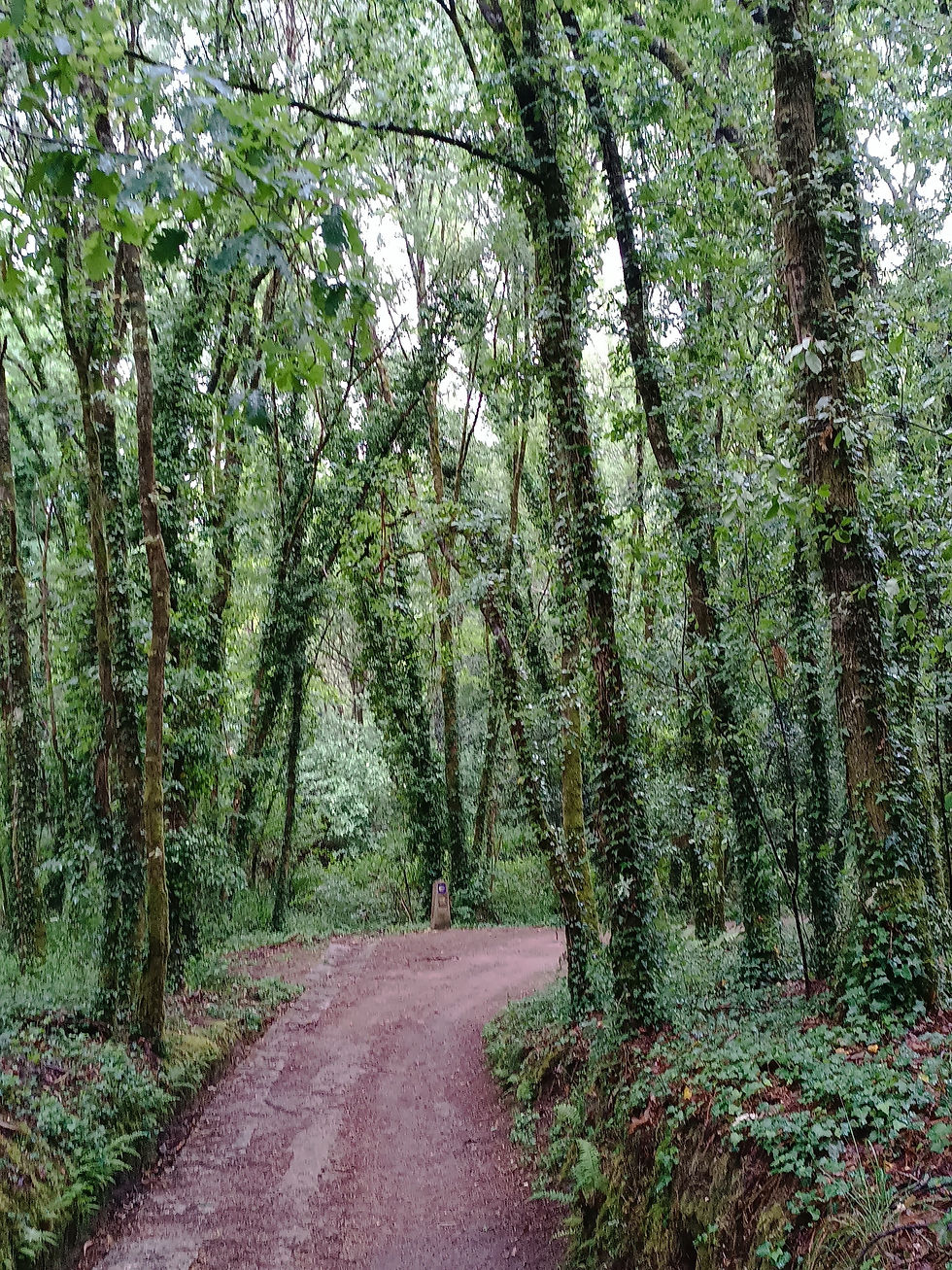 Sendero em floresta
