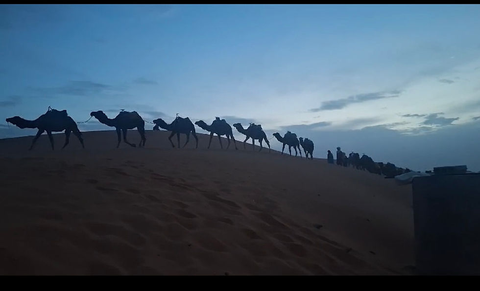 camelos sendo recolhidos para dormir