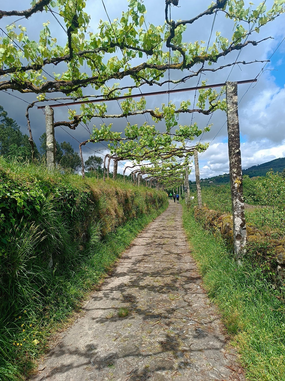 plantações de uva no caminho