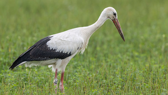 Weissstorch