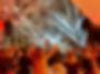 05ef9512-f106-4e1f-8b45-4ce87e0257b5.jpeg