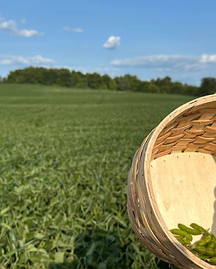 SunRay Farms Soybeans Field