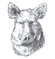 boars head.jpg