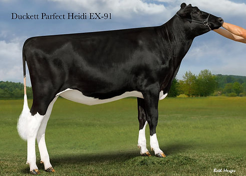 Heidi hfr pic.jpg