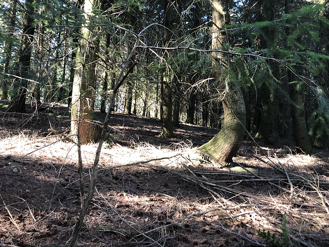 arbre 2.HEIC