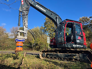 Dipperfox stump removal.jpeg