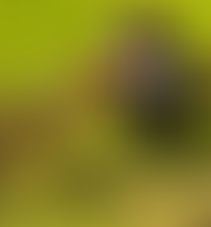 Alpha Is Outdated: Why Dogs Don’t Need Dominance + More Myths!