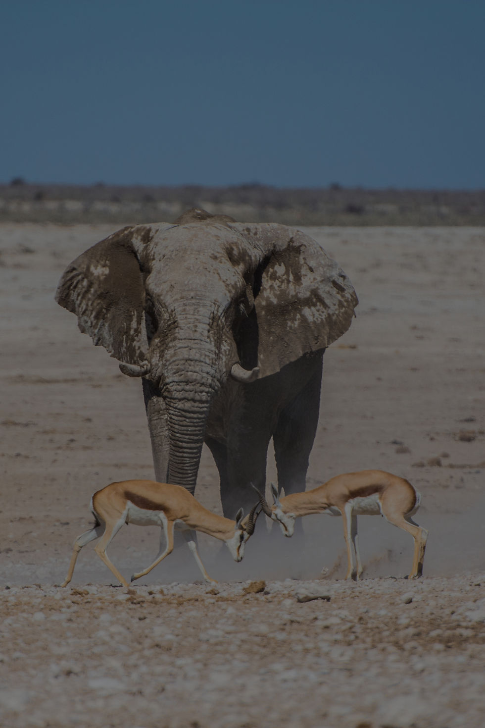 Elephant And Antelopes