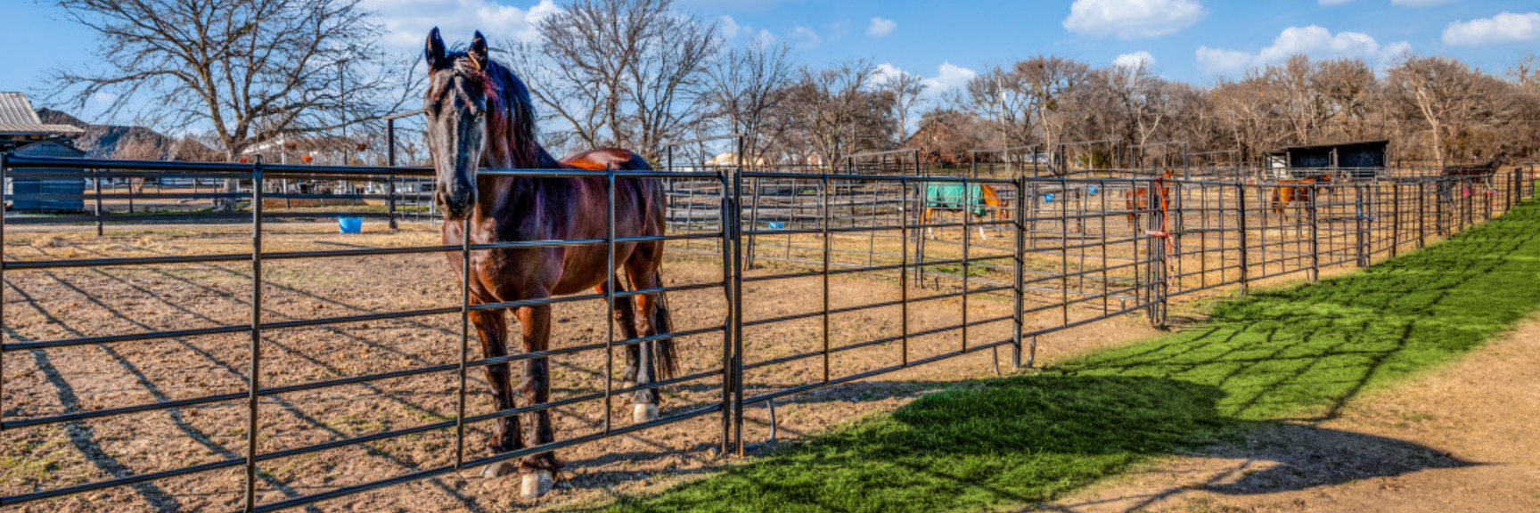 Friesian horse, paddock, pasture