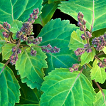 33 - Pachamama 1 (4).png