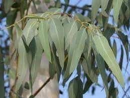 Miniature : Rouleau d'huiles essentielles eucalyptus - Anxiété, acné, sommeil, méditation