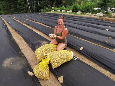 Culture de safran au Québec et achat de safran