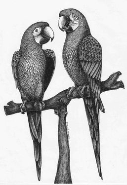 Drawing of two parrots perched on a branch.