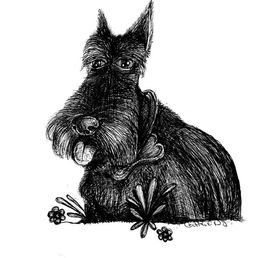 Picture of a scottish terrier dog.