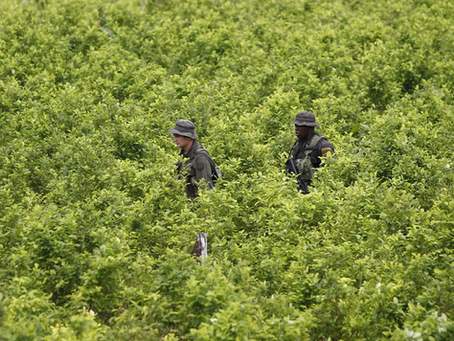Produção global de cocaína atinge recorde histórico, segundo a ONU