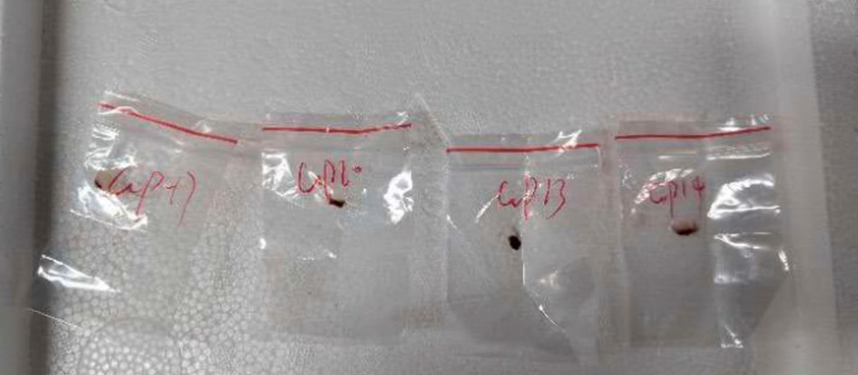 FBI investiga cientistas chineses por contrabando de fungo tóxico utilizável como arma de agroterrorismo