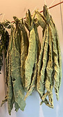 Dried mullein