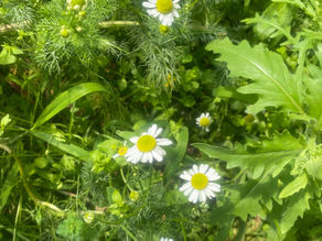 Gentle, Simple, Effective