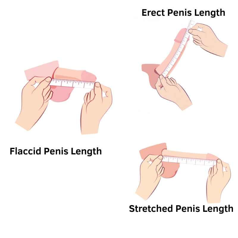 How to Measure Length and Girth Correctly