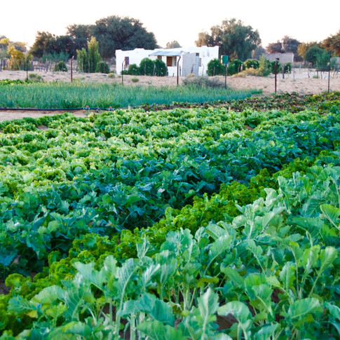 Spinach & Cabbage