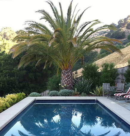 Sorich Ranch Farmhouse - Pool and Palm Tree.jpg