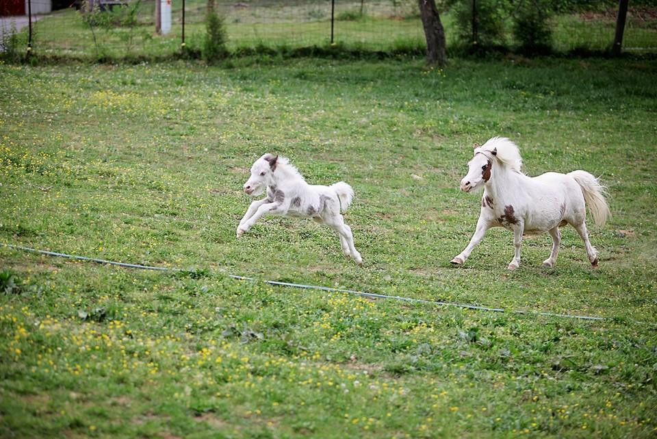 East Tennessee Miniature Horse and Donkey Rescue