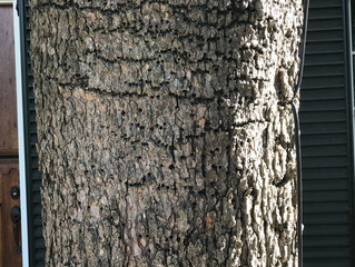 Early Signs of Termite Damage