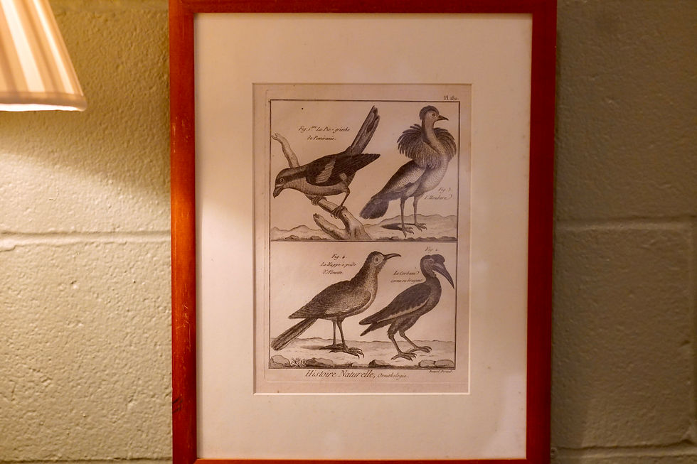 Thumbnail: Set of 4 Historie Naturelle Bird Engravings
