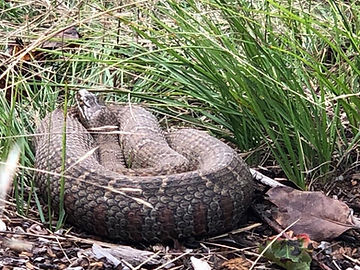 Northern Brown water snake